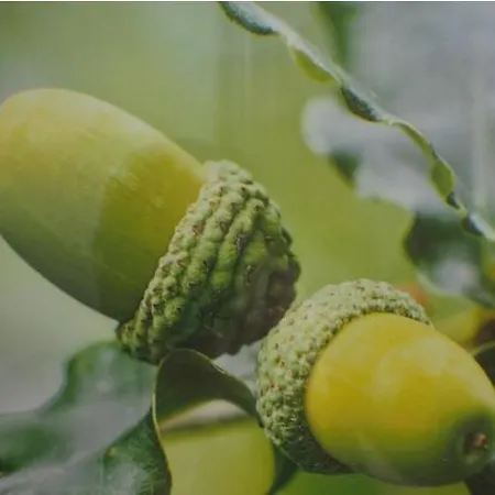 Landra Vut-co-003165 * Padrón