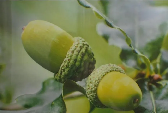 Landra Vut-co-003165 * Padrón